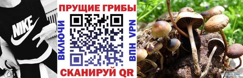 как найти закладки  Томск  Галлюциногенные грибы Psilocybine cubensis 